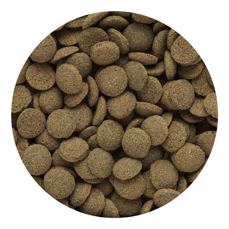 Hikari Sinking Wafers for Pets, 1.76-Ounce