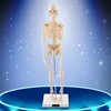 1pc Human Skeleton Anatomical Model Medical Anatomical Teaching Tool With