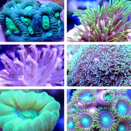 Unbranded Coral Frag Value Pack!! Multiple Sizes to Choose From, Click to See Them All! - 6 Pack