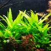 Mainam Hygrophila Salicifolia Bundle Freshwater Background Live Aquarium Plants Decoration