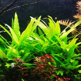 Mainam Hygrophila Salicifolia Bundle Freshwater Background Live Aquarium Plants Decoration