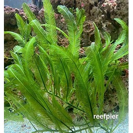 5 Leaves - Live Saltwater Caulerpa Feather Macro Algae Plant Frag Chaeto Refugium - Extra Long Leaves (4-6 inches in Height)