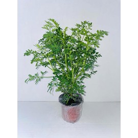Botanica la Marina RUDA RUE Full Plant with rooth, green