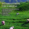 Strawberry Green Tea | India's Original Tea (50 cups) |
