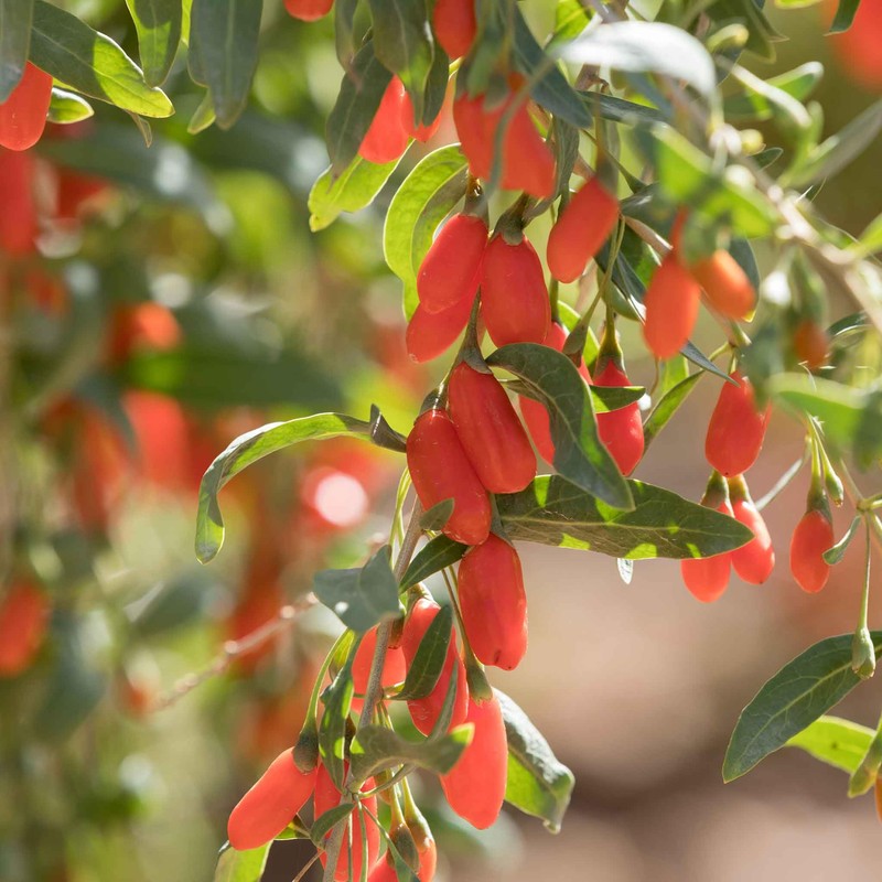 Eden Brothers Goji Berry Seeds