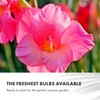 GreenBrokers GreenBrokers Colour Collection Summer Flowering Bulbs Pink, Mixed Varieties