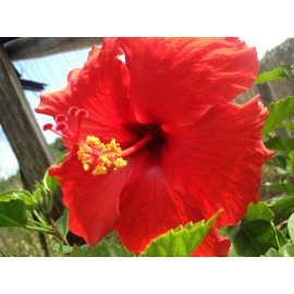 Discount Hawaiian Gifts HAWAIIAN RED HIBISCUS PLANT CUTTING 2 - 4 Inches long Unrooted