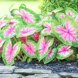 Caladium Bicolor Seeds Angel Wings Tropical Perennial Heavy Shade Tolerant Containers Beds Borders Indoor Oudoor 100Pcs Mixed Herb Seeds by YEGAOL Garden