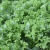 Fresh Lettuce Seed: Green Ice Lettuce Seed Fresh Seed -