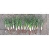 Yucca 6 Yucca Plants 🌱 Starter Yuca Landscaping Adams Needle