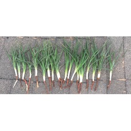 Yucca 6 Yucca Plants 🌱 Starter Yuca Landscaping Adams Needle 8-10“ tall