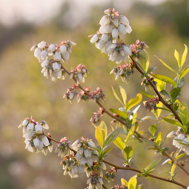 Vernon Blueberry Bush, Rabbiteye, 2-3 ft Plant Height, 5 gal.