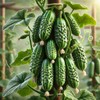 Cucumber Parisian Gherkin Seeds – Open-Pollinated | 50–55 Days to