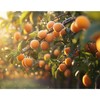 Gansita Fruit Tree Branch Puller Tying Machine Farm Tools Tree
