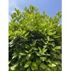 Fresh Twenty, Fresh Pick Organic Bay Leaves Leaf, Laurus Herb