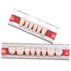 Angzhili 84 Pcs Dental Acrylic Resin Denture False Teeth 3