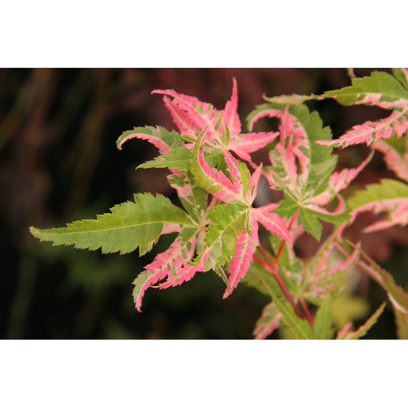 Orido Nishiki Japanese Maple 2 - Year Graft