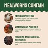 Hatortempt Bulk Dried Mealworms, 10 Lbs – Non-GMO Mealworms for