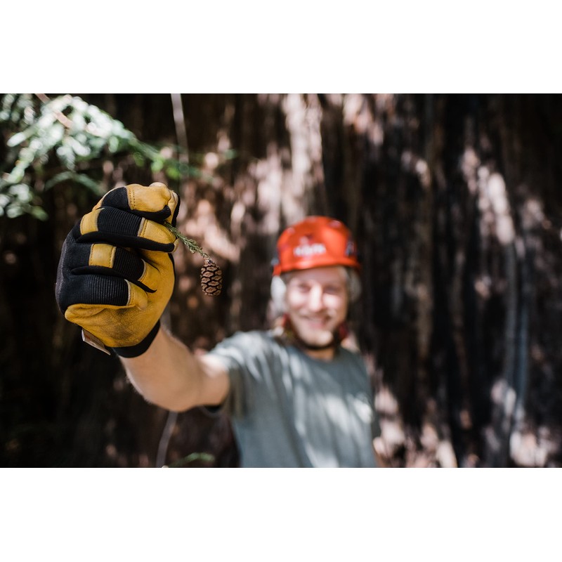 Coast Redwood | Medium Tree Seedling | The Jonsteen Company