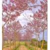 Seed-Top 450 Royal Paulownia Empress Tree Seeds Paulownia Elongata Fastgrowing