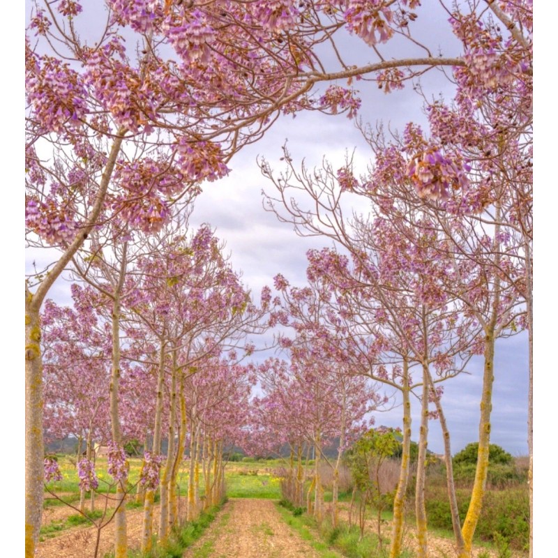 Seed-Top 450 Royal Paulownia Empress Tree Seeds Paulownia Elongata Fastgrowing