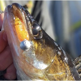 K.P Baits Skeleton Shad Rubber Fish, 3 Inches / 7.5 cm, 5 Pieces, Perch, Zander, Trout