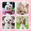 20 PCS Dog Hair Bows, Dog Bows Small Size Dog,