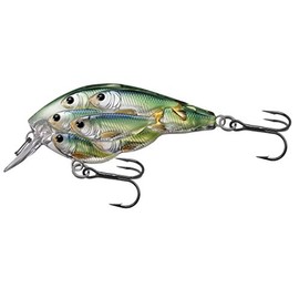 Livetarget 年間用スクエアビル 2-3/8インチ ブルーシャルトリューズ