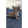 Uvia Stretch French Bulldog Doll Figurine Animal H19290