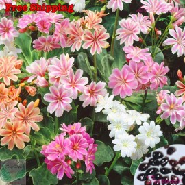 Treevale Lewisia Seeds - Lewisia Cotyledon - Sunset Strain | Flower Seeds - 10 Seeds No Tracking