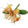 PME Honeysuckle Cutters, Set of 3