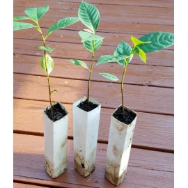 Tree 3 Paw Paw Indian Banana Trees - 6-12" Tall - Live Plants - Asimina triloba