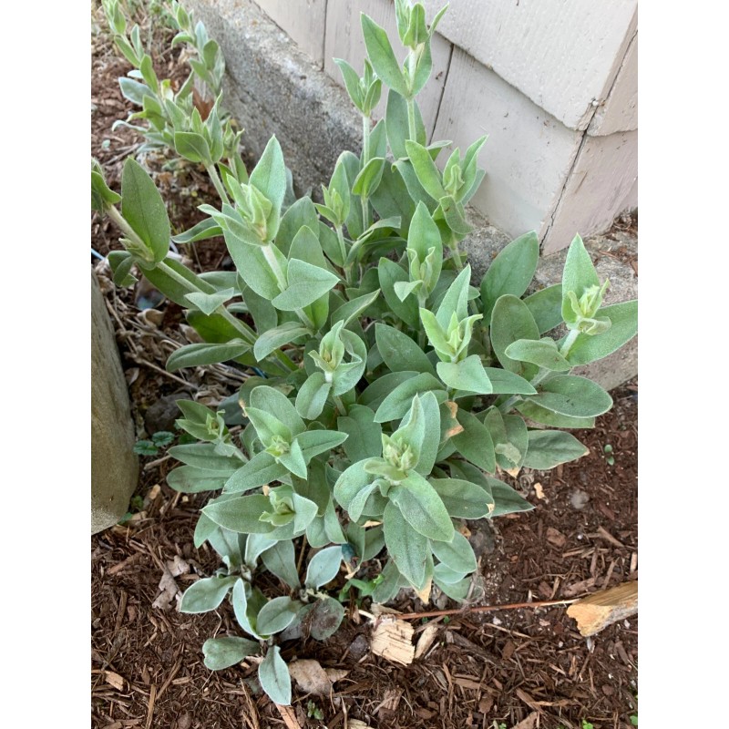 Rose Campion (Lychnis coronaria) 50 seeds