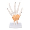 Hand Skeleton Model Life Size PVC On Base with Joints