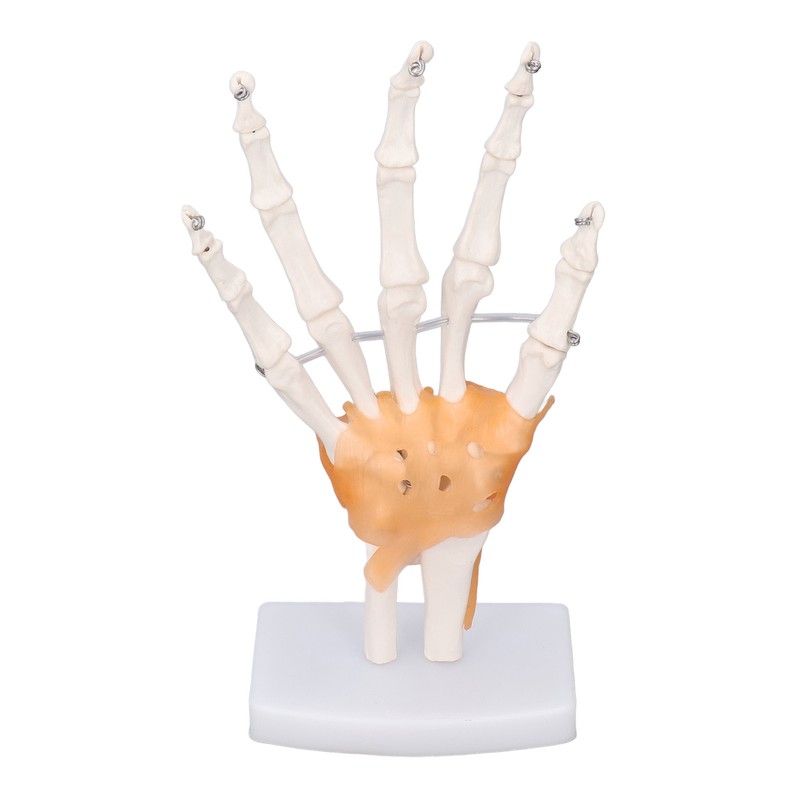 Hand Skeleton Model Life Size PVC On Base with Joints