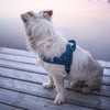 Hurtta Casual Padded Dog Harness, River, 36 in