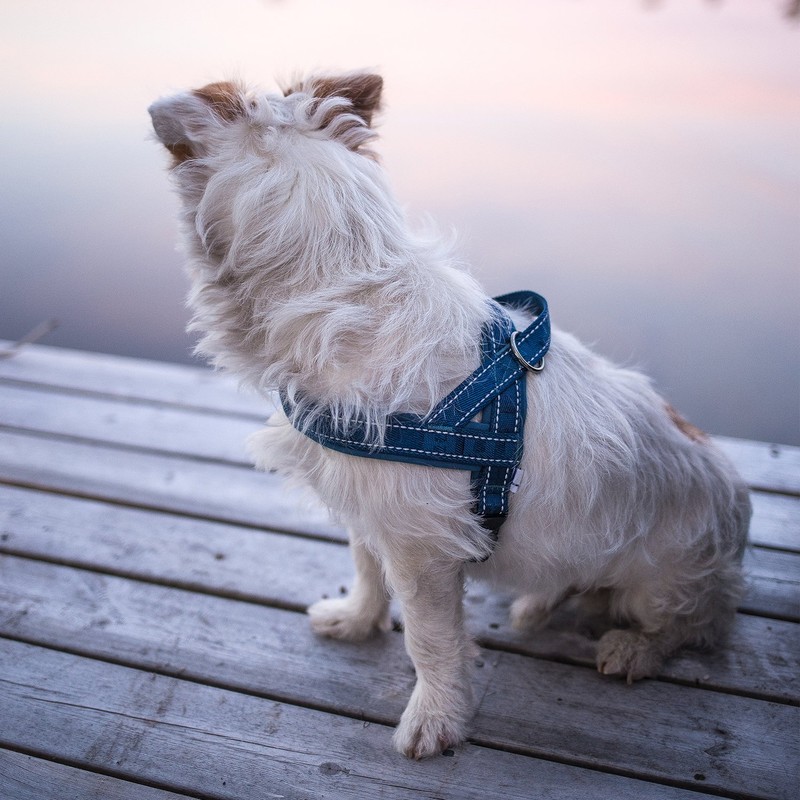 Hurtta Casual Padded Dog Harness, River, 36 in