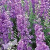 Fairy7Seas Larkspur Seeds - Delphinium Consolida - Lilac Spire -