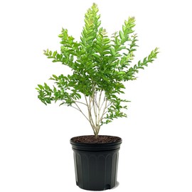 Natchez Crape Myrtle, White Flowering, Deciduous, Exfoliating Bark, 7 gal Nursery Pot
