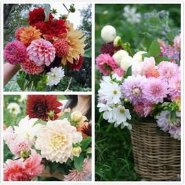 Dahlia Seeds, Dahlia Pompon Flower Seeds for Planting, Dahlia Seeds for Planting (Pack of 1350+)