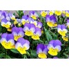 100+ Viola Johnny Jump-Up Flower Seeds, Heartsease, Purple-Yellow, Blooms Heavily,