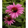 Unbranded Coneflower Perennial Ruby Star Live Plant Echinacea Quart Pot