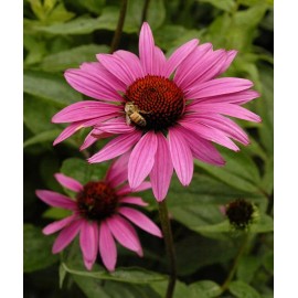 Unbranded Coneflower Perennial Ruby Star Live Plant Echinacea Quart Pot