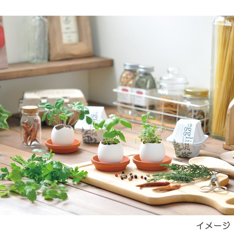 Seishin Pottery EG-4804 Egg Ring, Eco Friendly, Cactus, White