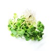 Todd’s Seeds - Sprouting Broccoli Seeds - Calabrese Variety, Non-GMO,