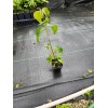 Tree 2 Kousa Dogwood Plants 4" containers