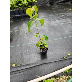 Tree 2 Kousa Dogwood Plants 4" containers