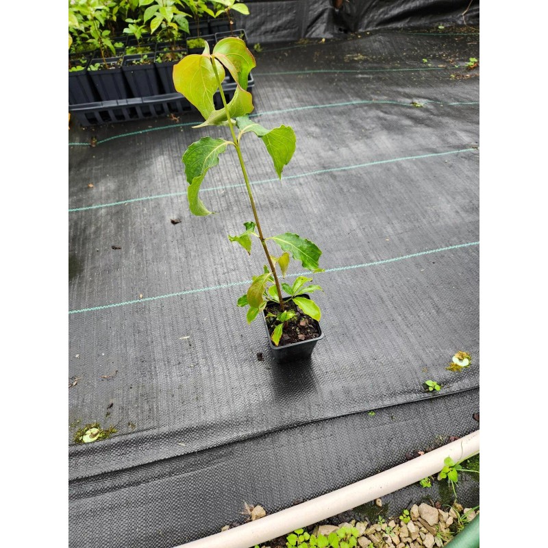 Tree 2 Kousa Dogwood Plants 4" containers