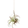 Posh Living 80916 Hanging Air Plant, Large, Green