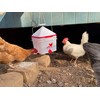 RentACoop 2 Gallon Chicken BPA-Free Plastic Bucket Waterer Set with